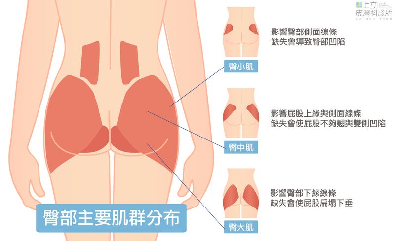 想要改善臀型，從認識三大臀部肌群開始：臀大肌、臀中肌、臀小肌