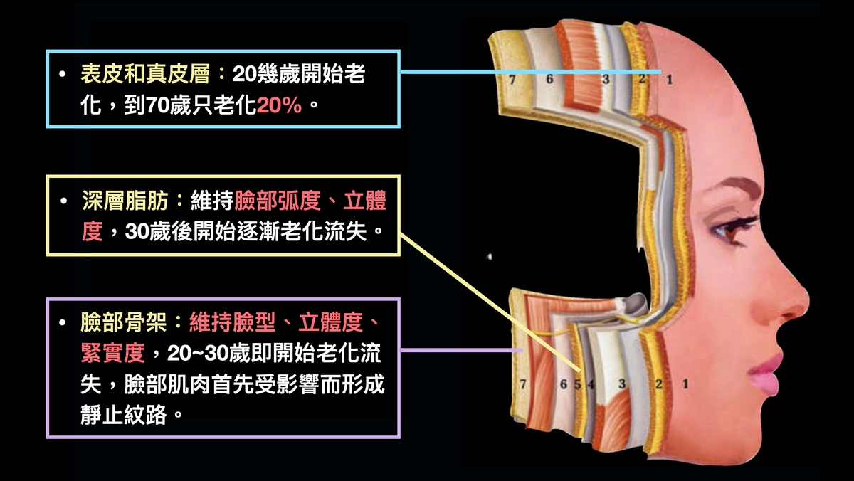 皮膚的不同層次在老化過程都會出現不同的變化。
