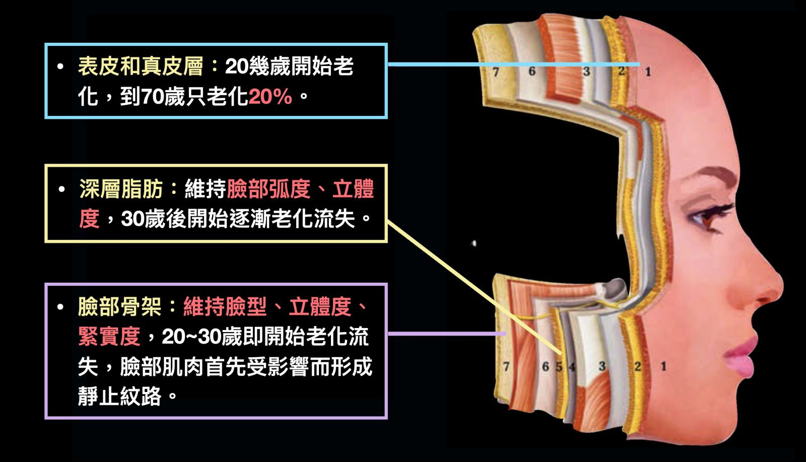 老化是體積的流失，而體積包含了骨架、軟組織、脂肪、膠原蛋白，尤其骨架的流失，更是影響輪廓比例的一大關鍵。